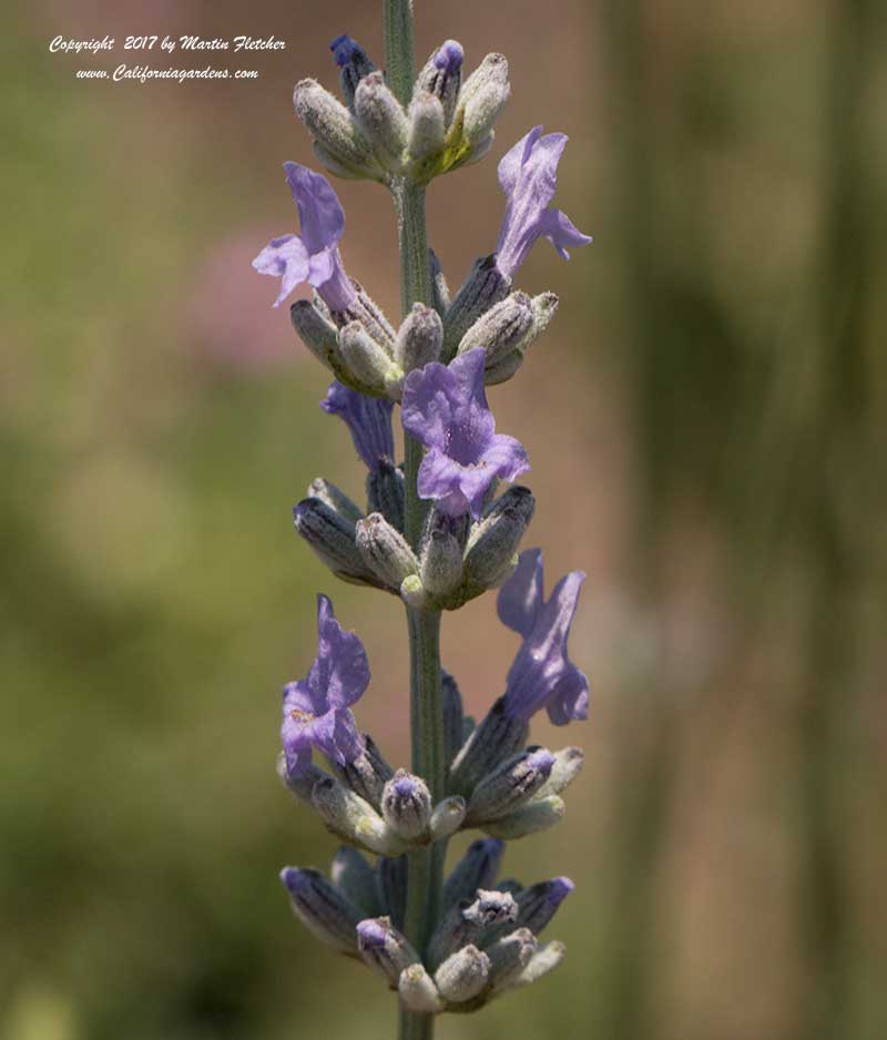 Lavandula intermedia Fred Boutin, Lavandin