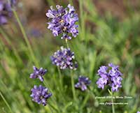 Lavandula angustifolia Hidcote, Hidcote English Lavender