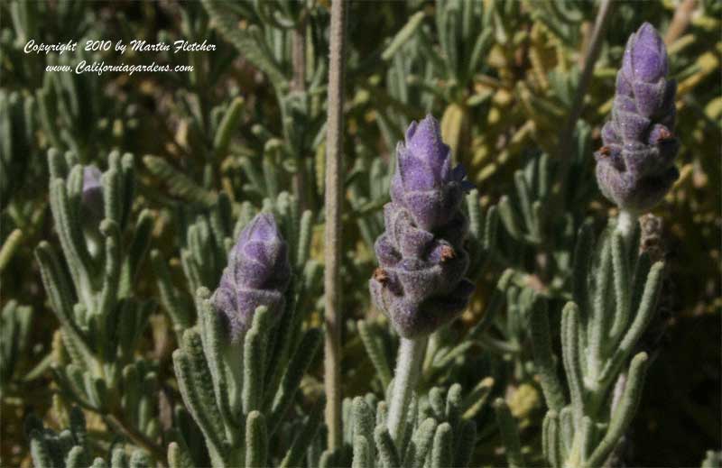 Lavandula dentata candicans, Gray Leaved French Lavender
