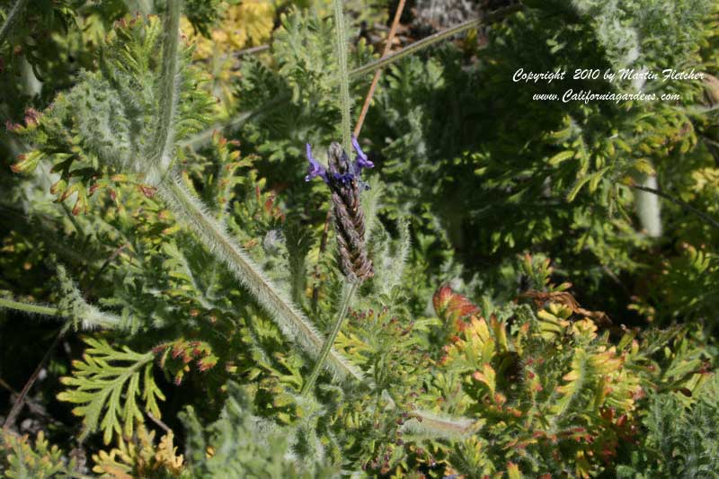 Lavandula multifida, Fern Leaf Lavender