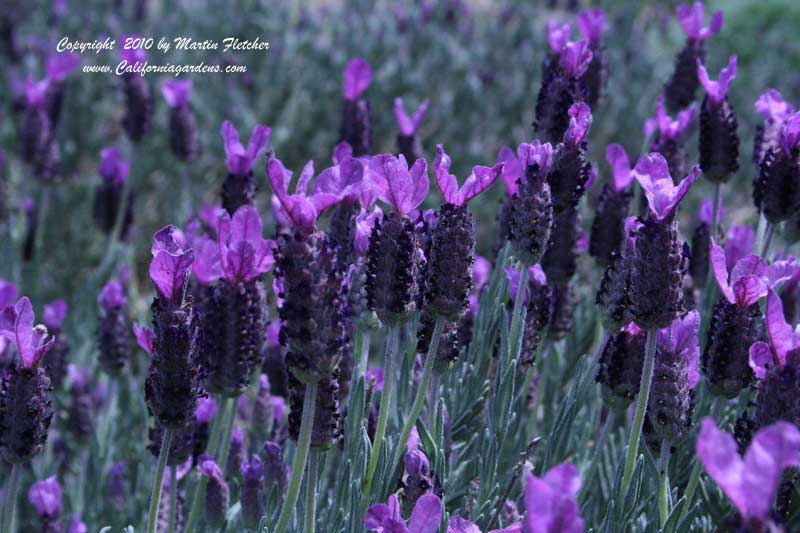 Lavandula stoechas Otto Quast, Spanish Lavender