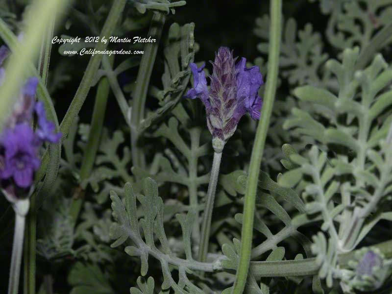 Lavandula pinnata buchii tenerife, Jagged Lavender