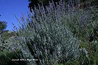 Lavandula intermedia Provence, Blue Lavandin