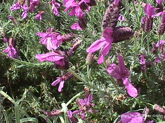 Lavandula stoechas Atlas