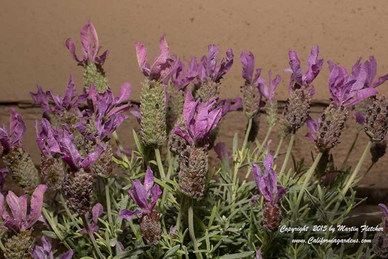 Lavandula stoechas Madrid Purple