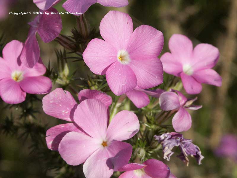 Leptodactylon californicum, Prickly Phlox