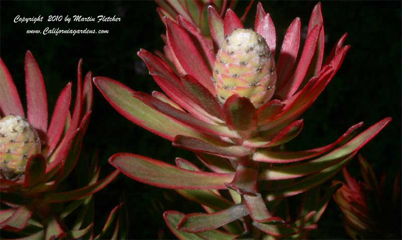 Leucadendron Jester