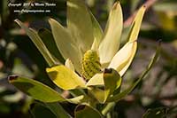 Leucadendron Safari Goldstrike, Yellow Cone Bush