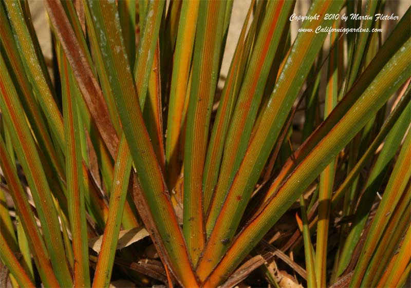 Libertia peregrinans, New Zealand Iris