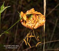 Lilium humboldtii, Humboldt's Lily