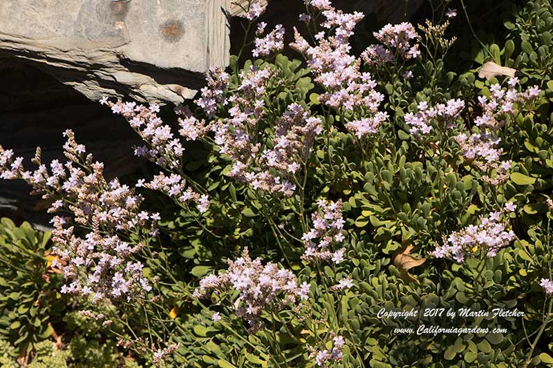 Limonium minutum, Dwarf Statice