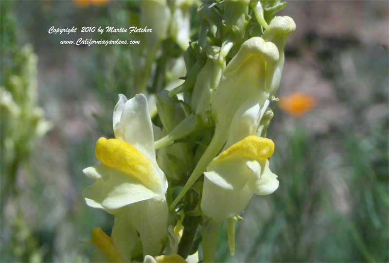 Linaria vulgaris, butter and eggs, yellow toadflax