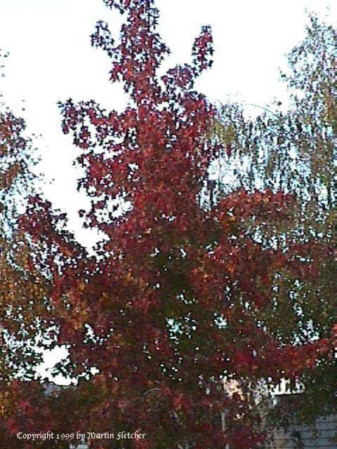 Liquidambar Burgundy