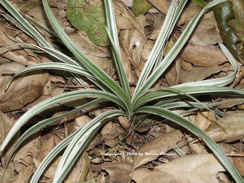 Liriope Silver Dragon, Variegated Lilyturf