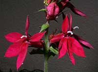 Lobelia cardinalis, Cardinal Flower