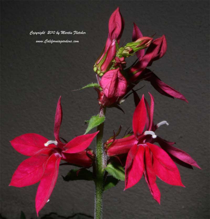 Lobelia cardinalis, Cardinal Flower