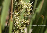 Lomandra longifolia, Mat Rush