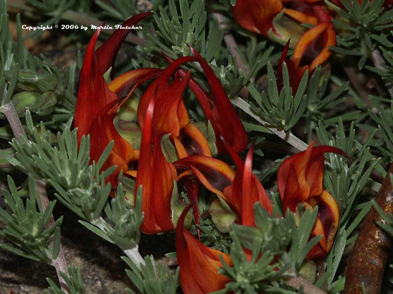 Lotus maculatus, Parrot's Beak