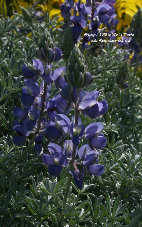 Lupinus albifrons, Silver Bush Lupine