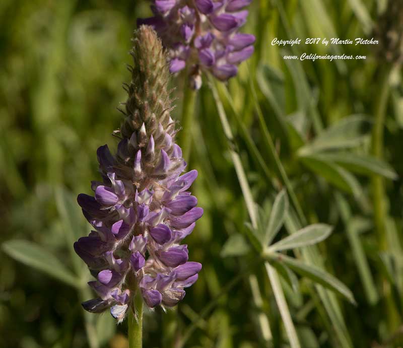 Lupinus grayi, Sierra Lupine