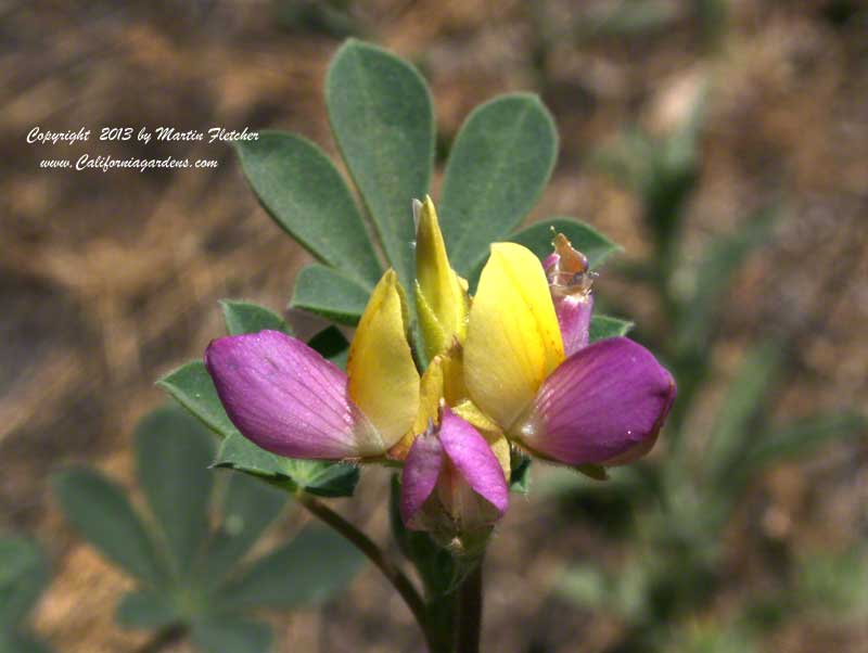 Lupinus stiversii, Harlequin Lupine