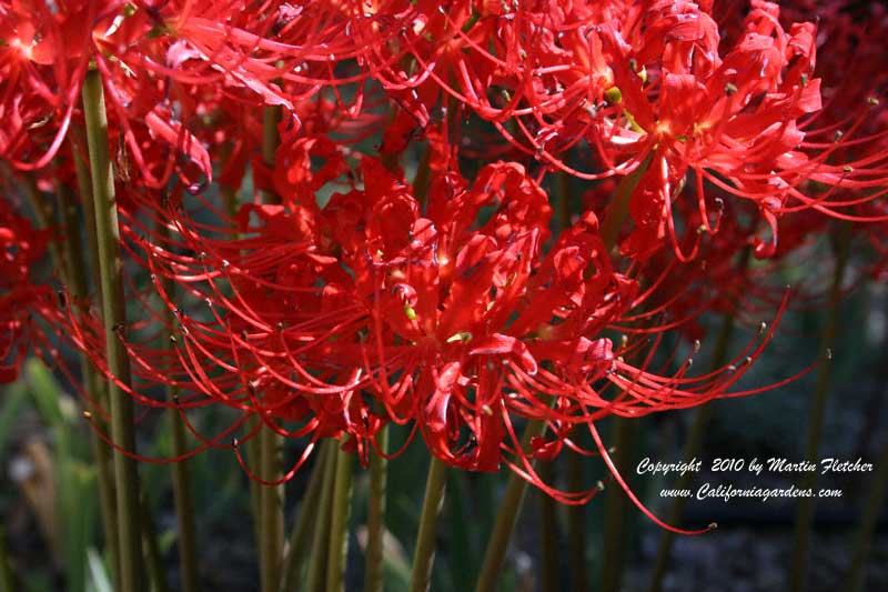 Lycoris Radiata Red Spider Lily California Gardens