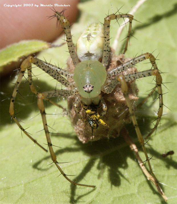 Lynx Spider Peucetia viridans California Gardens