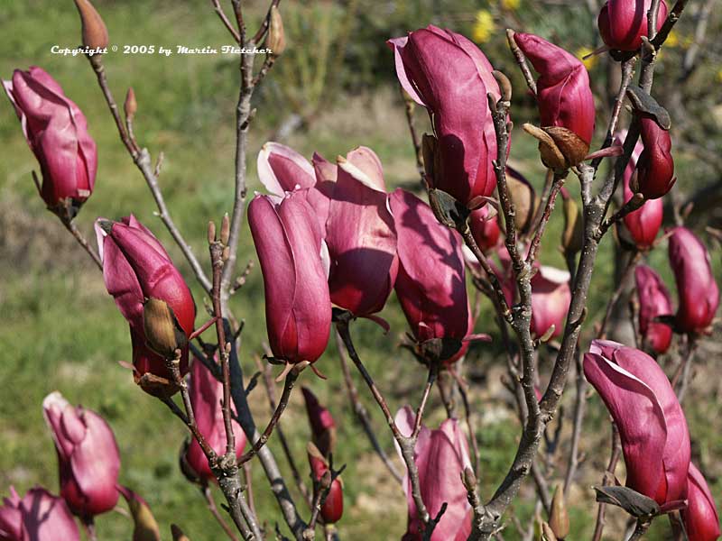 Magnolia liliiflora Nigra, Lily Magnolia