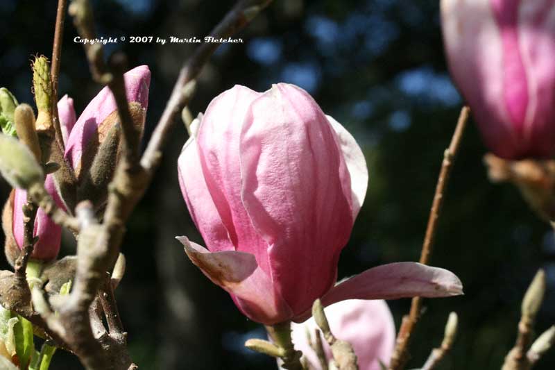 Magnolia soulangeana, Tulip Magnolia, Saucer Magnolia