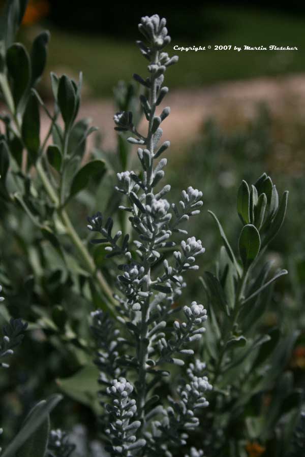 Maireana sedifolia, Pearl Bluebush