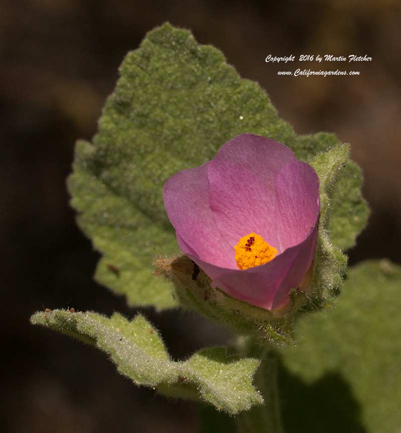 Malacothamnus davidsonii, Davidson's Bush Mallow