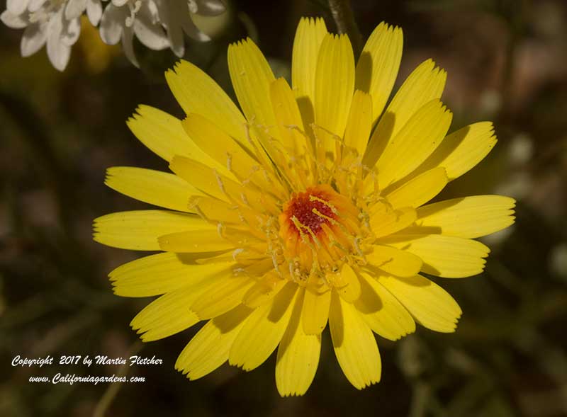 Malacothrix glabrata, Desert Dandelion