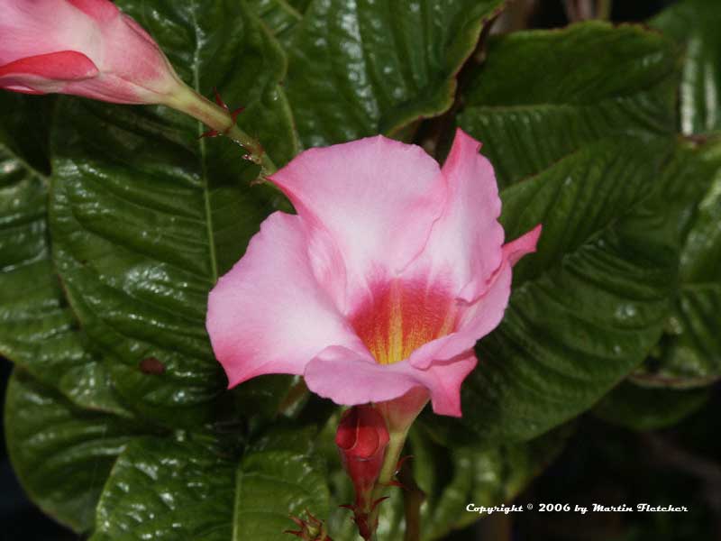 Mandevilla Alice Du Pont