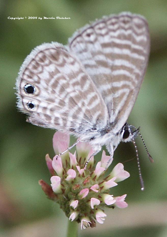 Marine Blue Butterfly, Leptotes marina