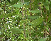 Maytenus boaria, Maytens Tree