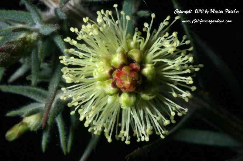 Melaleuca incana, Gray Honey Myrtle