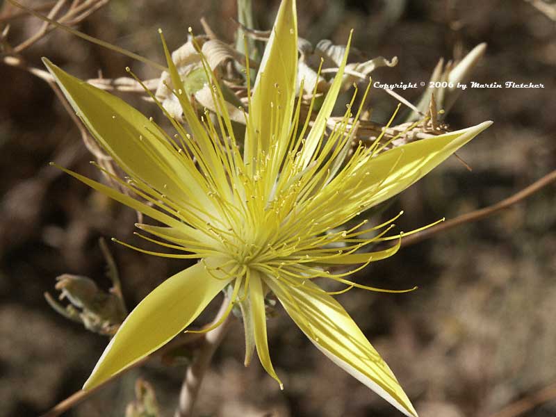 Mentzelia laevicaulis, Blazing Star