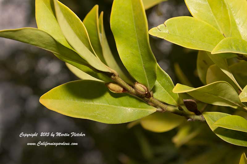 Michelia figo, Banana Bush