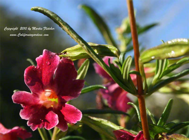 Mimulus Jack, Jack Monkey Flower