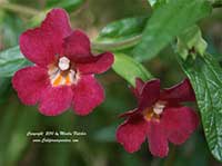 Mimulus Ruby Silver, Ruby Silver Hybrid Monkeyflower