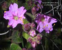 Mirabilis villosus crassifolia, California Four O'Clock, Wishbone Bush