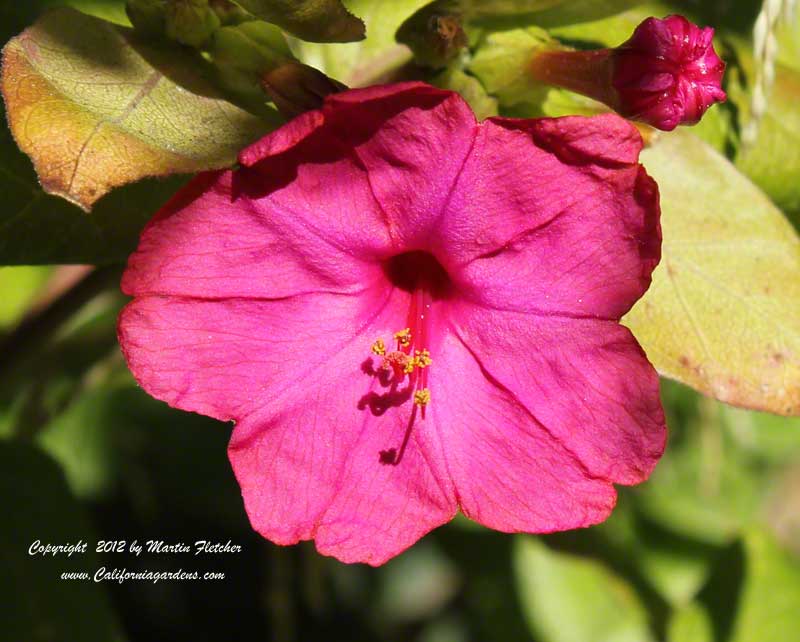 Mirabilis jalapa, Magenta Four O'Clock