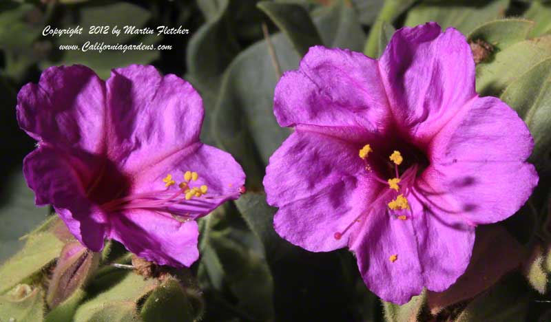 Mirabilis multiflora, Colorado Four O'clock