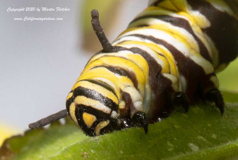 4th Instar Monarch Caterpillar, Asclepias tuberosa