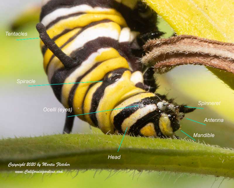 Monarch Caterpillar Anatomy Labeled