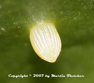 Monarch Butterfly Egg
