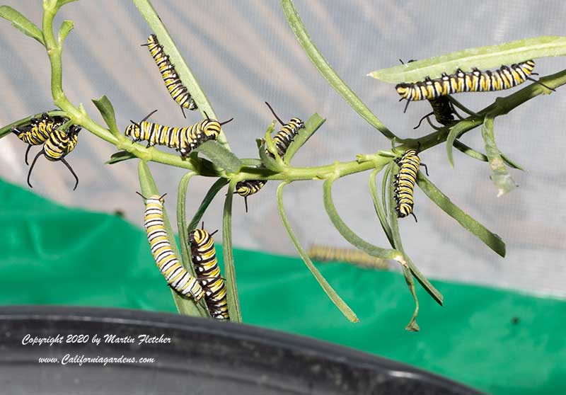 Monarch Caterpillar Feeding