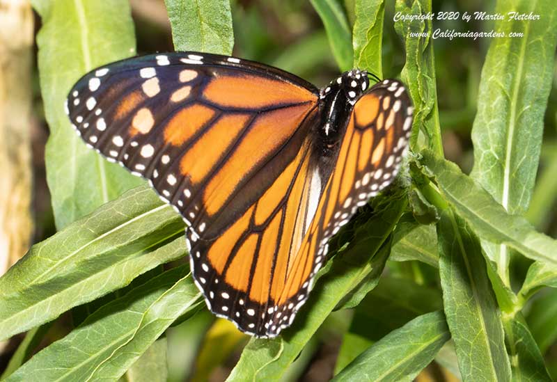 Female Monarch Butterfly Laying Egg