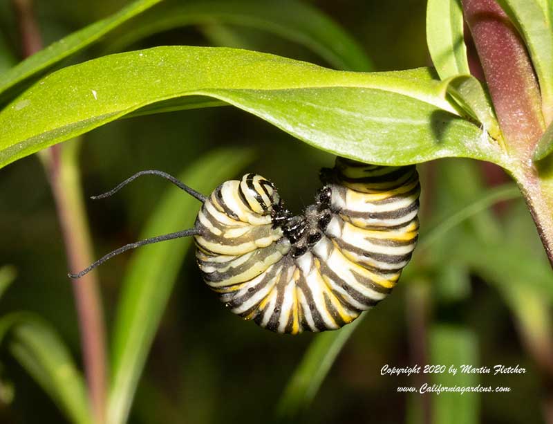 J shape Monarch caterpillar