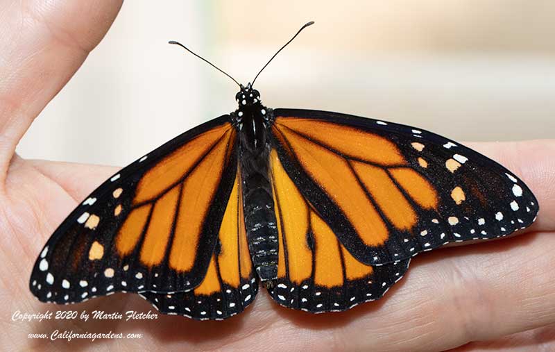 Monarch Release